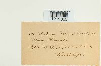 Napicladium tremulae image