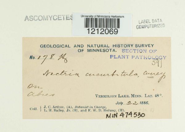 Nectria cucurbitula image