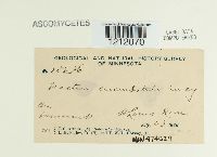 Nectria cucurbitula image