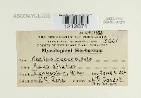 Nectria cucurbitula image