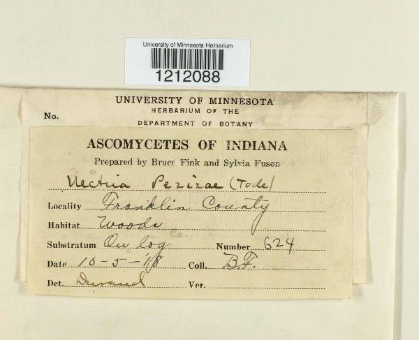 Nectria peziza image