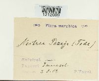 Nectria peziza image