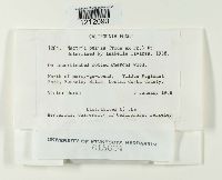 Nectria peziza image