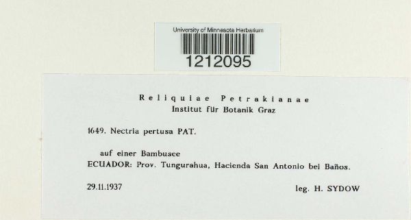 Protocreopsis pertusa image