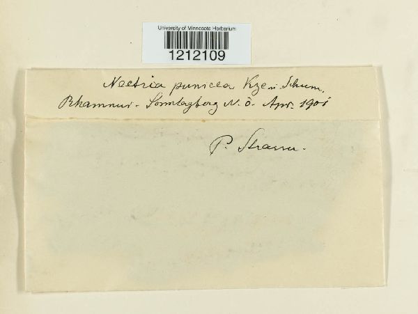 Neonectria punicea image