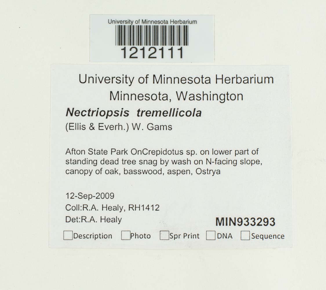 Nectriopsis tremellicola image