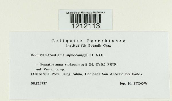 Nematostigma siphocampyli image