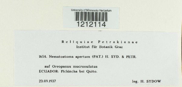Nematostoma apertum image