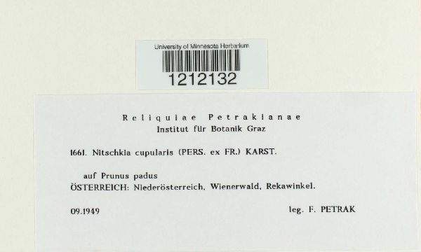 Nitschkia cupularis image