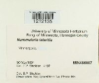 Hypoxylon cercidicola image