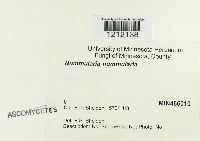 Biscogniauxia nummularia image