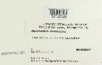 Biscogniauxia nummularia image