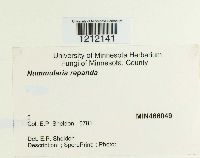 Biscogniauxia repanda image