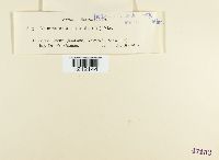 Biscogniauxia repanda image