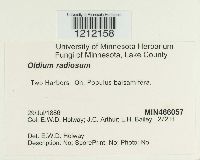 Media resource of Oidium radiosum