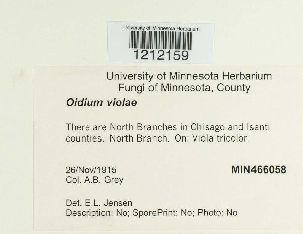 Golovinomyces orontii image