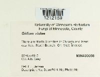 Media resource of Oidium violae