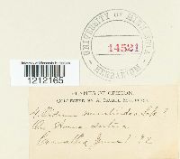 Blumeria graminis image