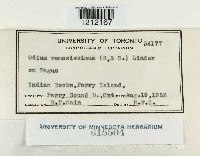 Media resource of Tomentella ramosissima