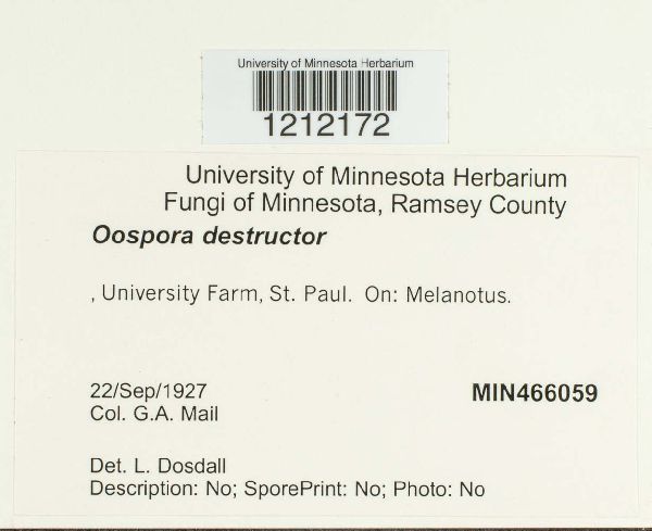 Oospora destructor image