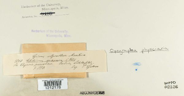 Opegrapha physciaria image