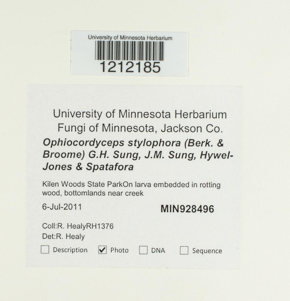 Cordyceps stylophora image