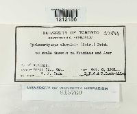 Cordyceps clavulata image