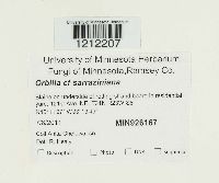 Media resource of Orbilia sarraziniana