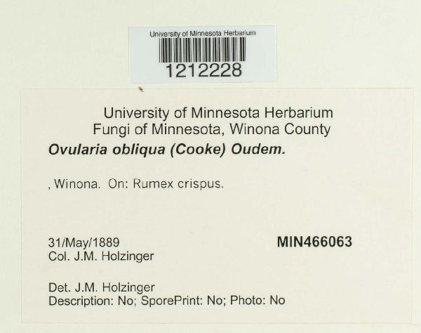 Ovularia obliqua image