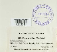 Ovularia obliqua image