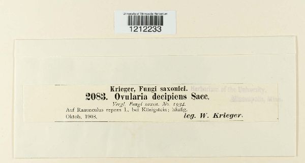 Ovularia decipiens image