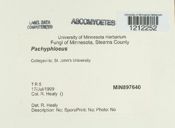 Pachyphloeus image