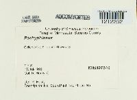 Image Associated With the Occurrence