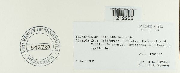 Pachyphloeus citrinus image