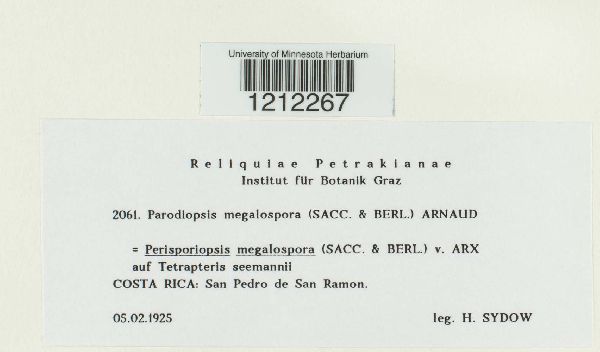 Parodiopsis megalospora image