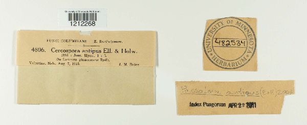 Passalora antipus image