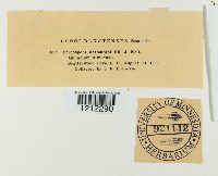 Passalora desmanthi image