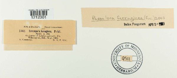 Passalora ferruginea image