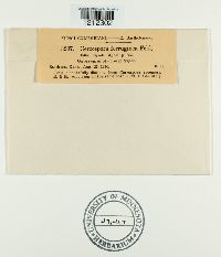 Passalora ferruginea image