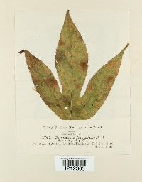 Passalora ferruginea image