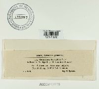 Passalora ferruginea image