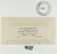 Passalora ferruginea image