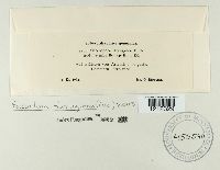 Passalora ferruginea image