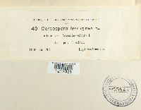 Passalora ferruginea image