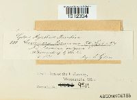 Passalora ferruginea image