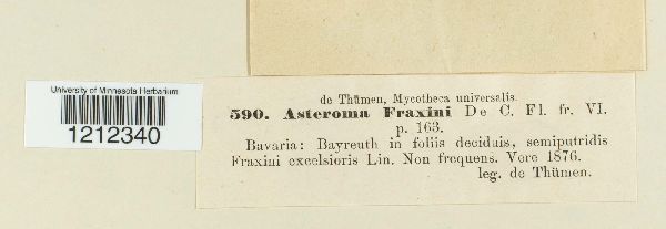 Passalora fraxini image