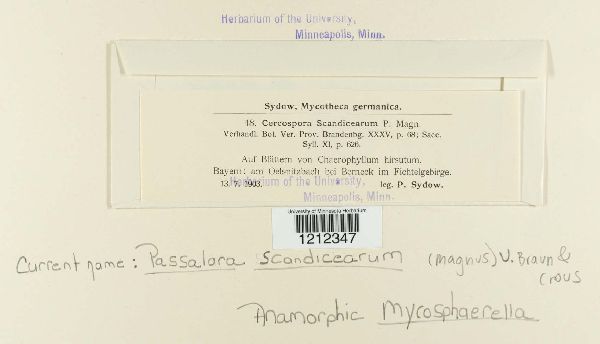 Passalora scandicearum image