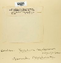 Passalora scandicearum image