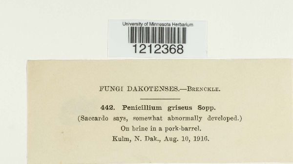 Penicillium griseum image