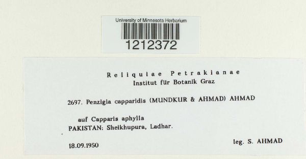 Penzigia capparidis image